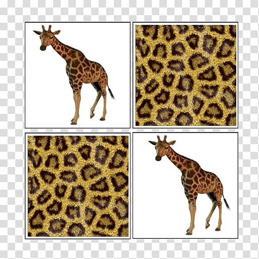 Giraffe Big cat Terrestrial animal Wildlife, giraffe transparent background PNG clipart