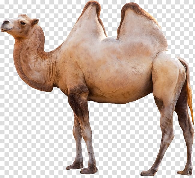 Camel transparent background PNG clipart