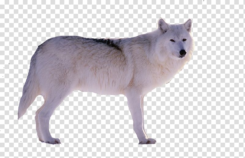 Alaskan tundra wolf Snow Gray wolf Wildlife, A snow wolf transparent background PNG clipart