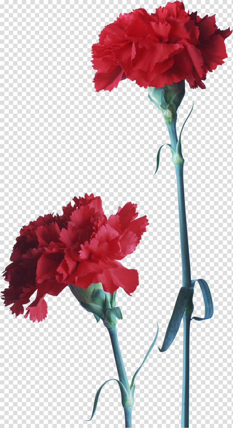 Carnation Flower Red Dianthus, gazania transparent background PNG clipart