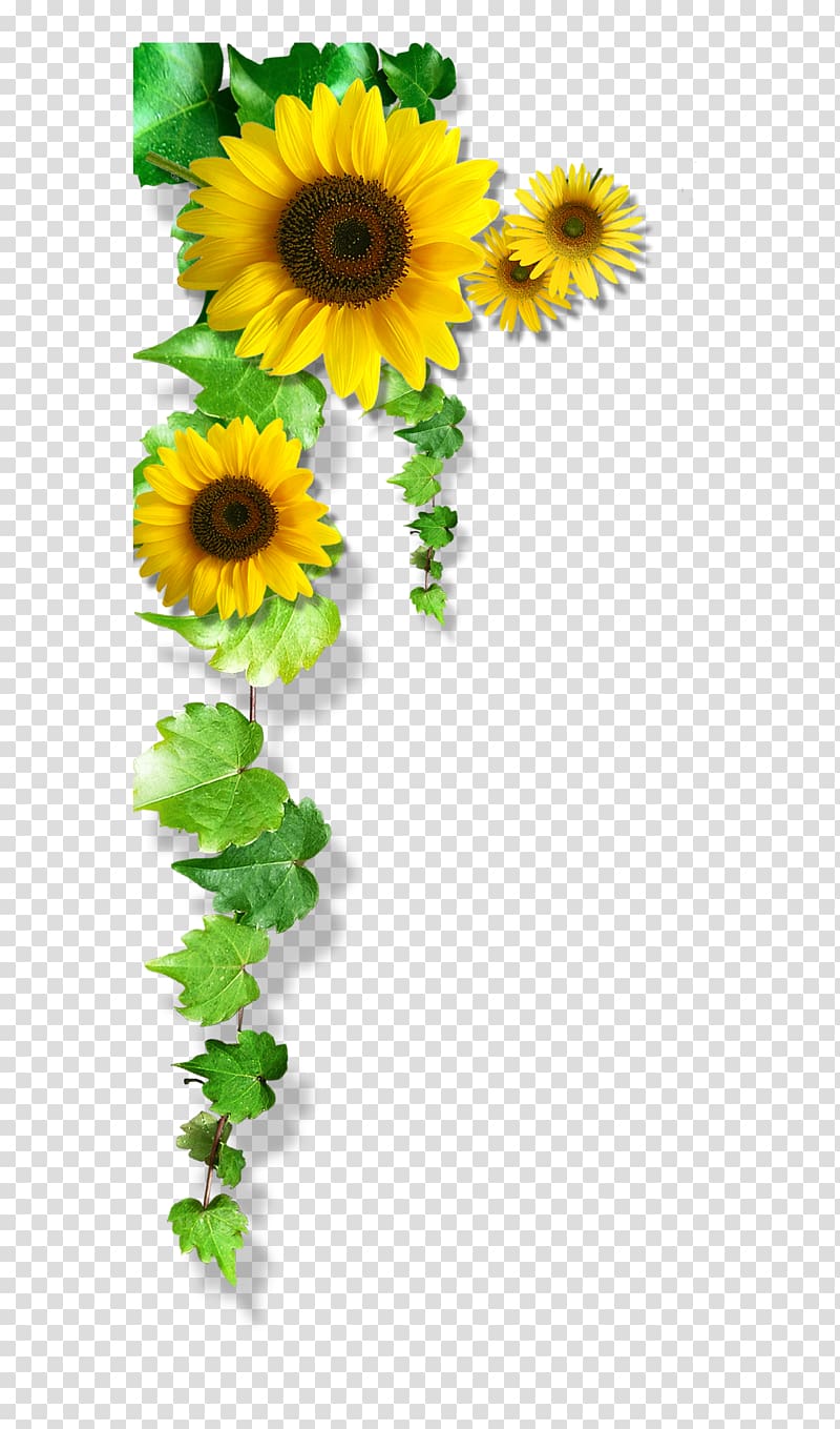 yellow sunflowers illustration, Common sunflower Yellow, sunflower transparent background PNG clipart