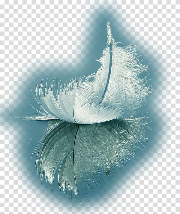 White feather Spirituality Love, feather transparent background PNG clipart