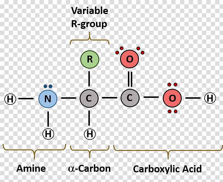 Macromolecule Monomer Diagram Nucleic acid Biomolecule, Journal Writing Format Example transparent background PNG clipart