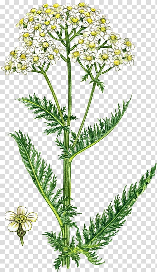 Yarrow Plant Botanical illustration Elecampane Root, plant transparent background PNG clipart