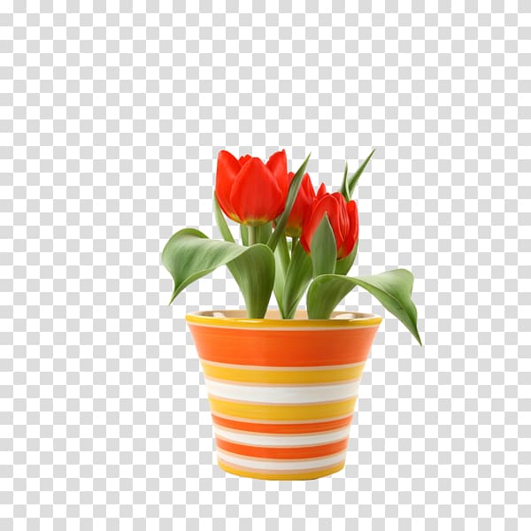 Flowerpot Saucer plastic Crock Tulip, tulip transparent background PNG clipart