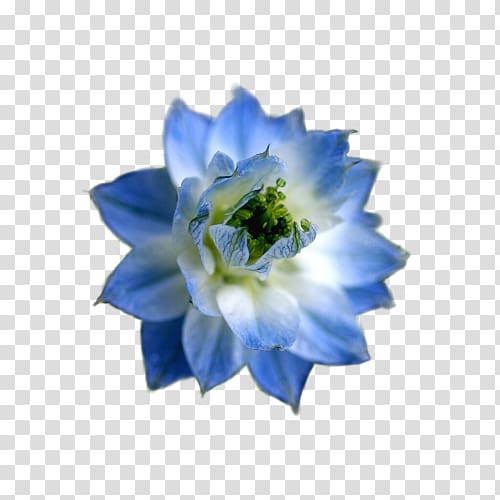 The Blue Flower Flower garden, pastel flower transparent background PNG clipart