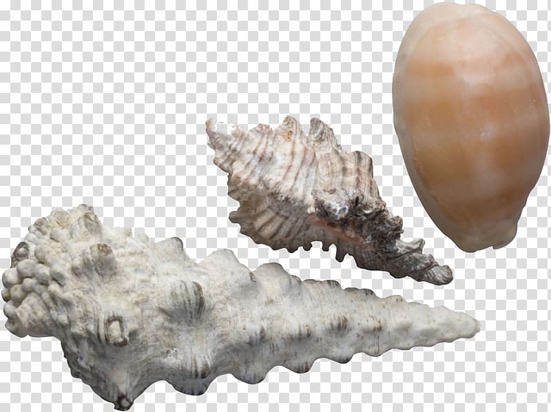 Seashell Sea snail Conch Google s, Conch Creative transparent background PNG clipart