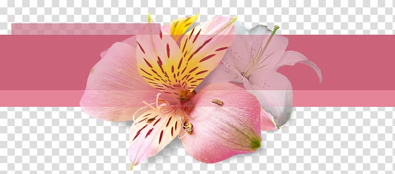 Cut flowers Floral design, Hand Painted Potted Plants transparent background PNG clipart