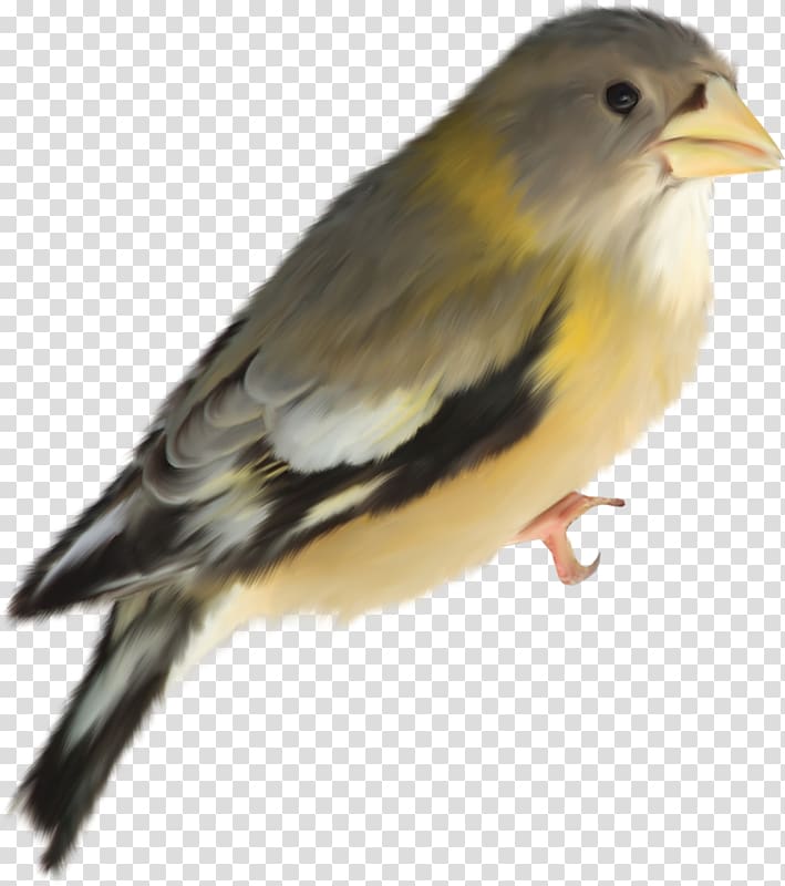 Bird Lark, Bird transparent background PNG clipart