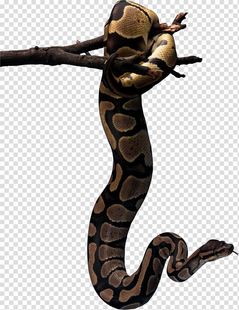 Reptile Snakebite African rock python Ophidiophobia, snake transparent background PNG clipart