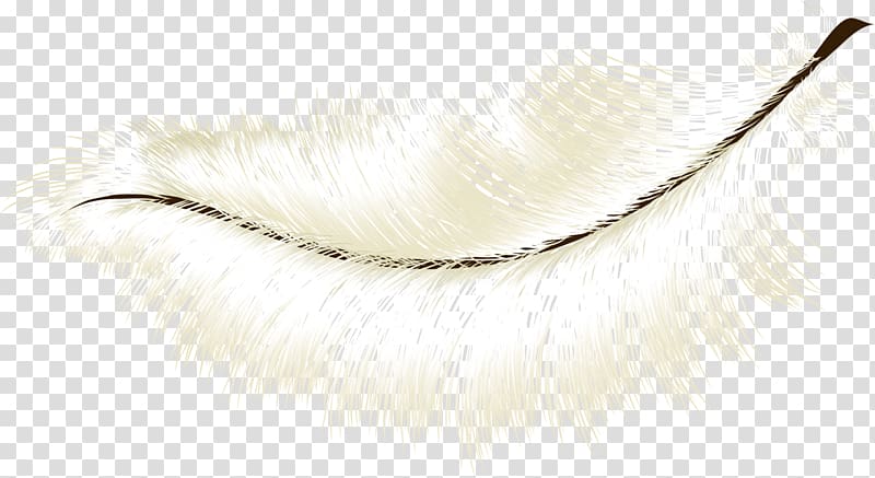 Eyebrow Feather, feather transparent background PNG clipart