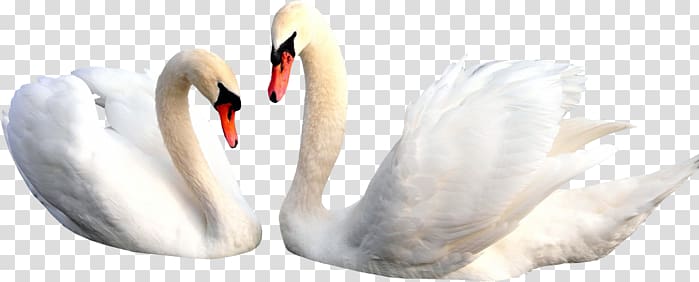 Swan transparent background PNG clipart