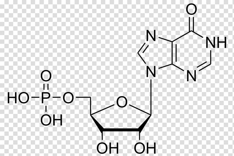 Inosinic acid Adenosine monophosphate Deoxyuridine monophosphate Guanosine monophosphate, others transparent background PNG clipart