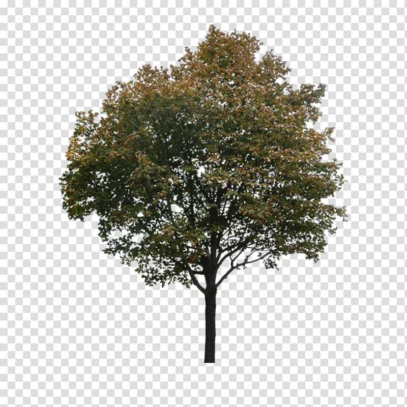 Tree, Plant a tree transparent background PNG clipart