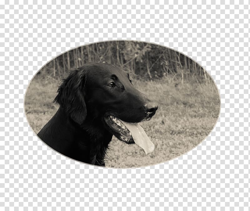 Labrador Retriever Flat-Coated Retriever Boykin Spaniel Dog breed, Flatcoated Retriever transparent background PNG clipart