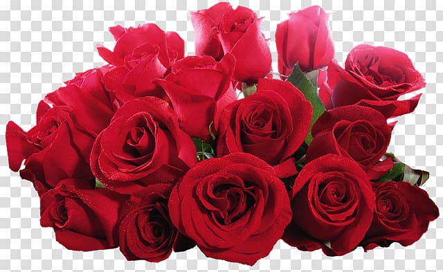 Desktop Rose Flower , flores vermelhas transparent background PNG clipart