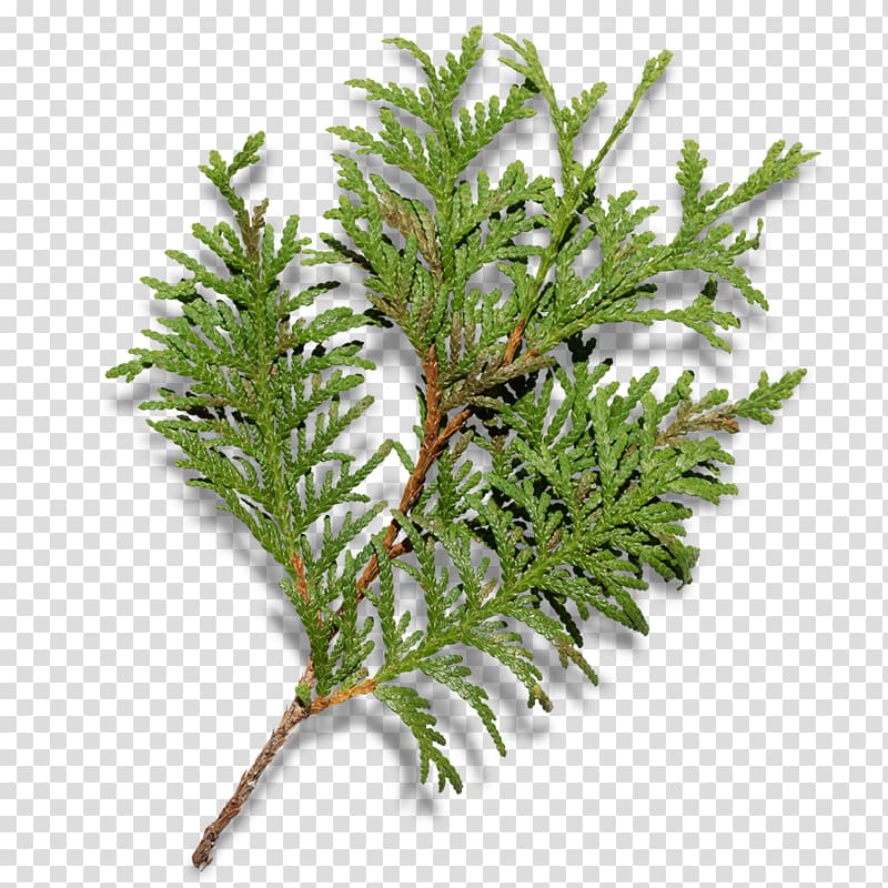 Christmas tree Fir Branch, Christmas tree branches transparent background PNG clipart