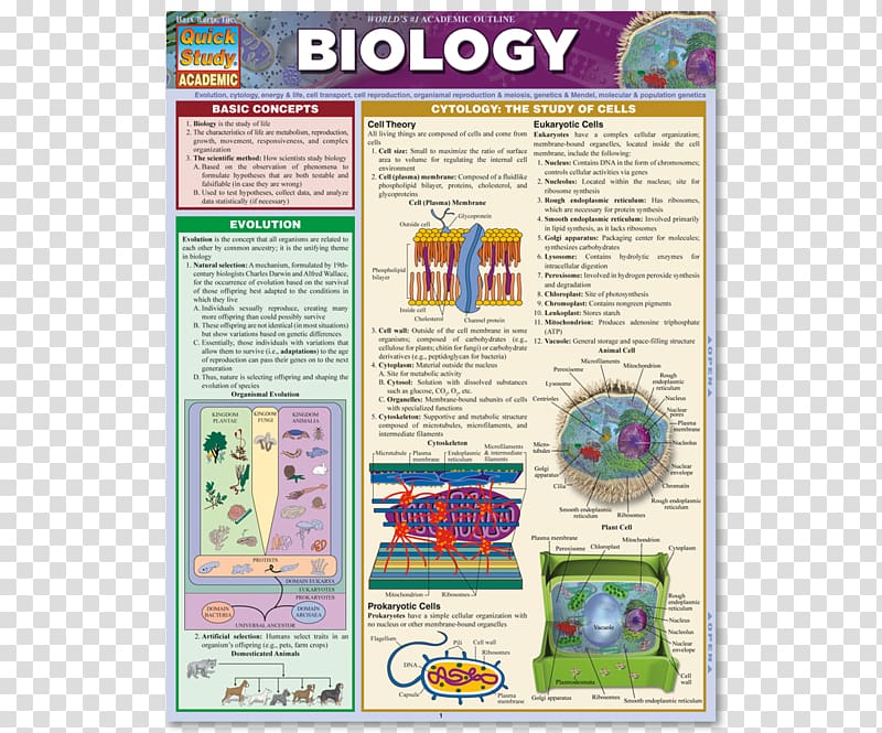 Biology: The Basic Principles of Biology Study skills Bar chart, biology transparent background PNG clipart