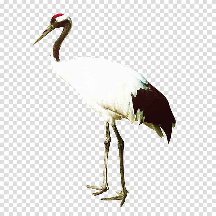 Zhalong Nature Reserve Crane Bird Heron, white crane transparent background PNG clipart