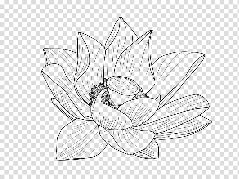lotus sketch illustration, Nelumbo nucifera Flower Drawing Egyptian lotus , lotus flower transparent background PNG clipart