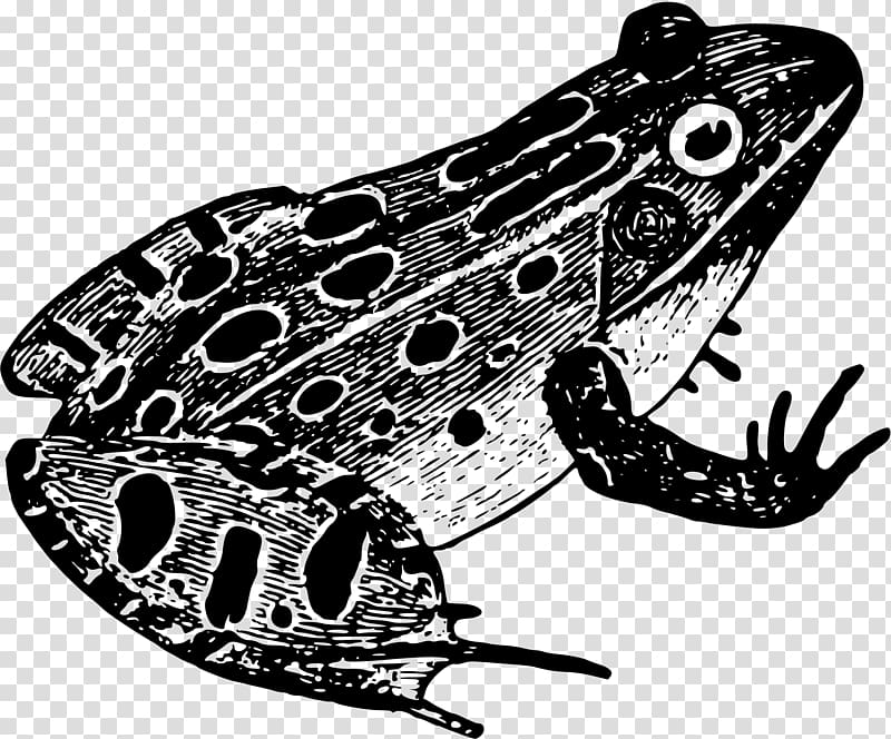 Frog Black and white Drawing Amphibian, leopard transparent background PNG clipart