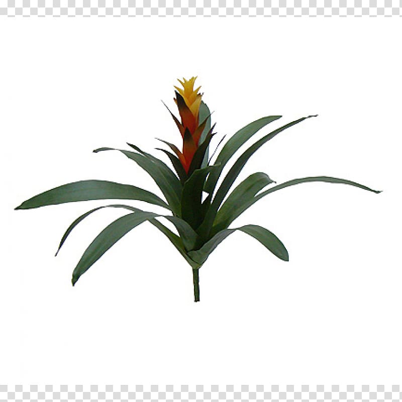 Guzmania Plant Flower Orchids Bromelia, plant transparent background PNG clipart