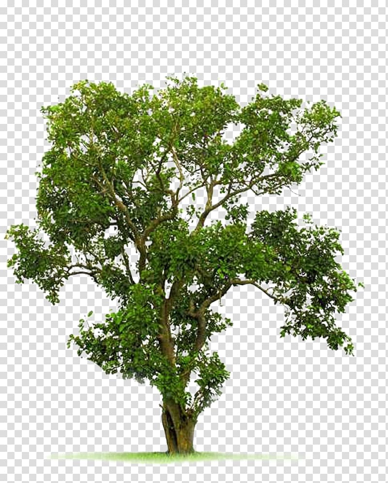 green leafy tree illustration, Tree Juglans, A Bodhi tree material transparent background PNG clipart