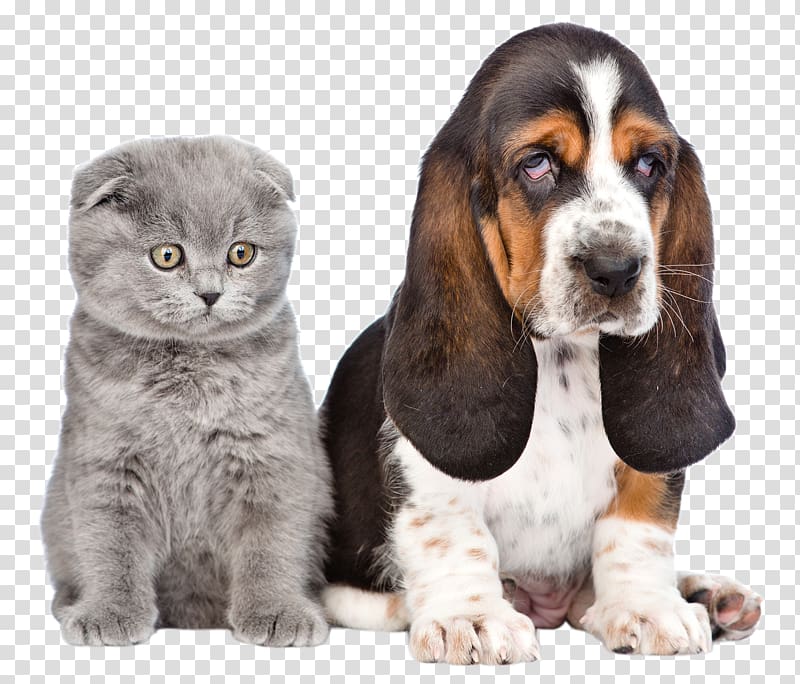Dog Puppy Cat Pet Shop, Pet Carrier transparent background PNG clipart