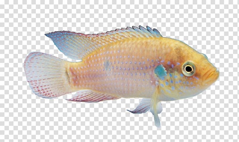 Carassius auratus Angelfish Ornamental fish, Ornamental fish transparent background PNG clipart