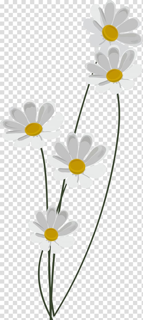 Chamomile Common daisy Information , chamomile transparent background PNG clipart