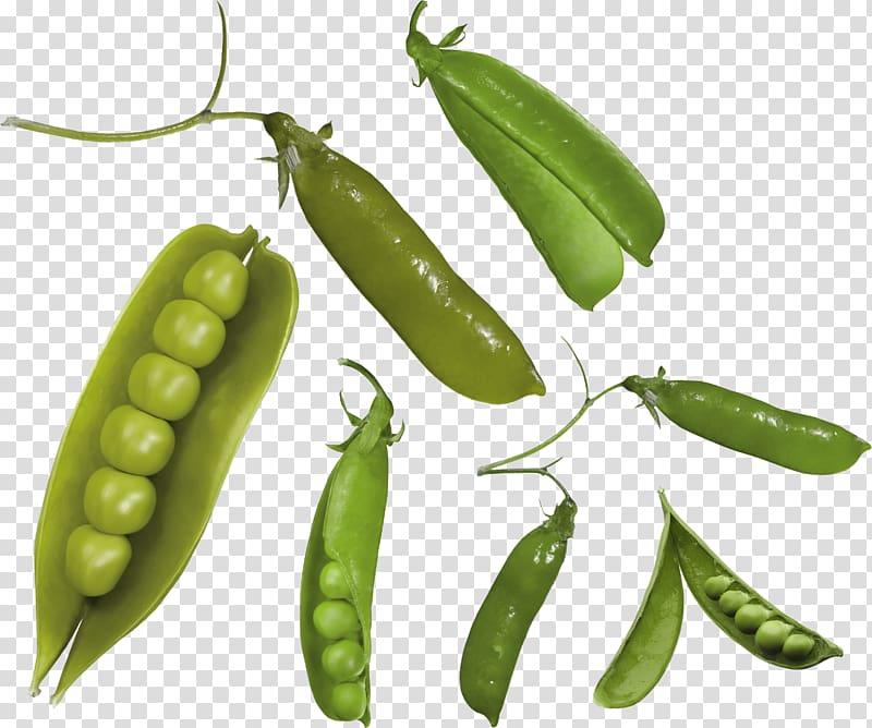 Pea transparent background PNG clipart