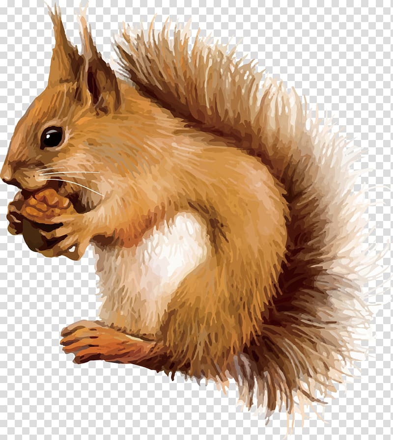 Squirrel Drawing , Hand-painted little fox transparent background PNG clipart