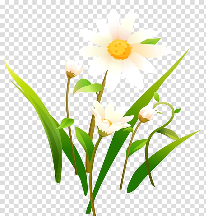 Chamomile Matricaria , chamomile transparent background PNG clipart