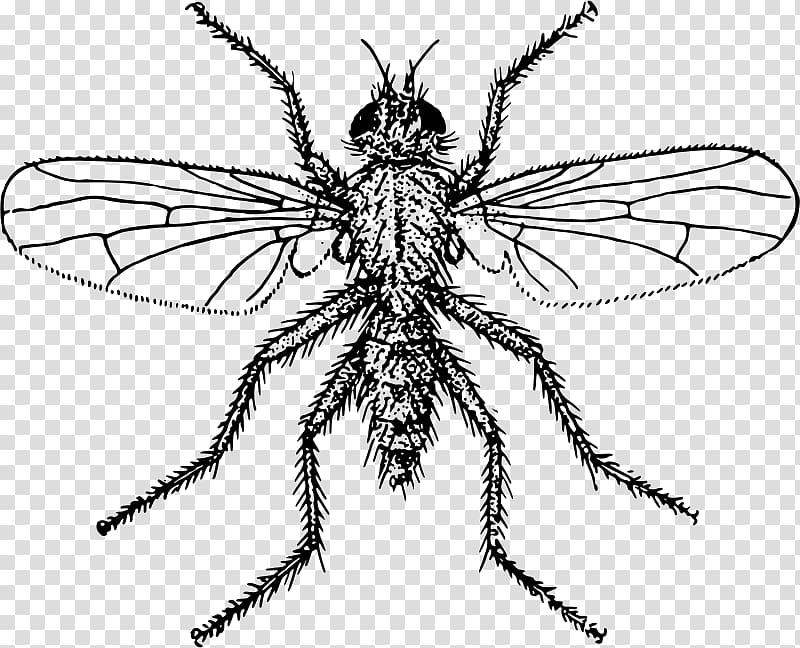 Fly Insect Hymenopterans , fly transparent background PNG clipart