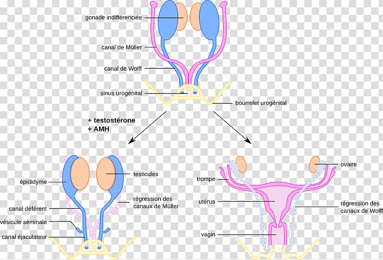 Organ system Reproductive system Paramesonephric duct Organism, man transparent background PNG clipart