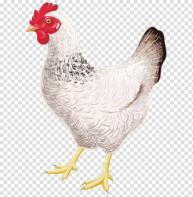 Chicken coop Sticker Rooster T-shirt, chicken transparent background PNG clipart
