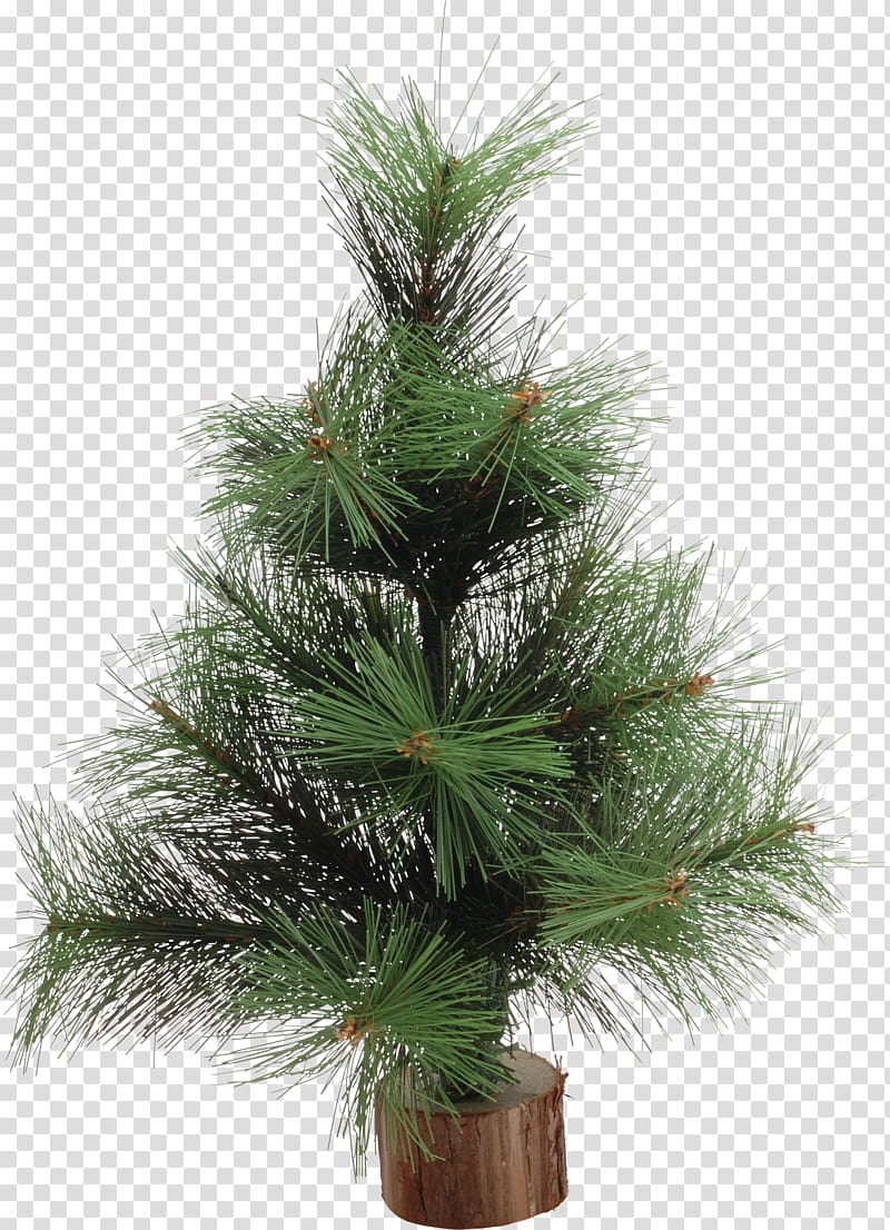 Christmas tree New Year tree Spruce Pine Christmas ornament, palm tree transparent background PNG clipart