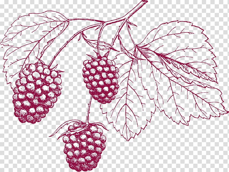 Drawing Grape Pencil, Cranberry pencil drawing transparent background PNG clipart