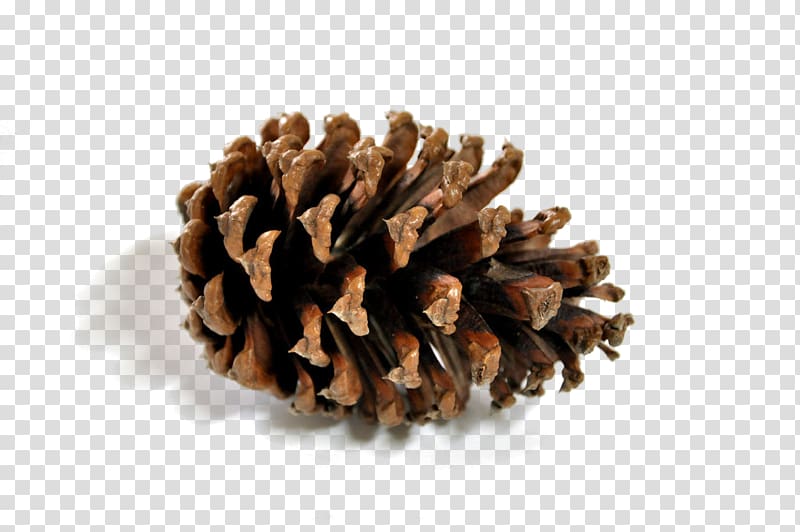 Pine Conifer cone, Roasted snack material cones transparent background PNG clipart