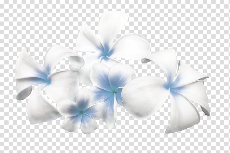 Cut flowers Floral design Tulip Color, frangipani transparent background PNG clipart