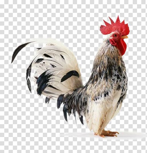 Chicken Rooster , Domestic cock transparent background PNG clipart