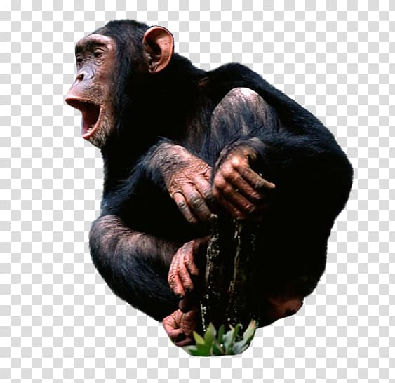 Common chimpanzee Desktop Monkey, chimpanzee transparent background PNG clipart