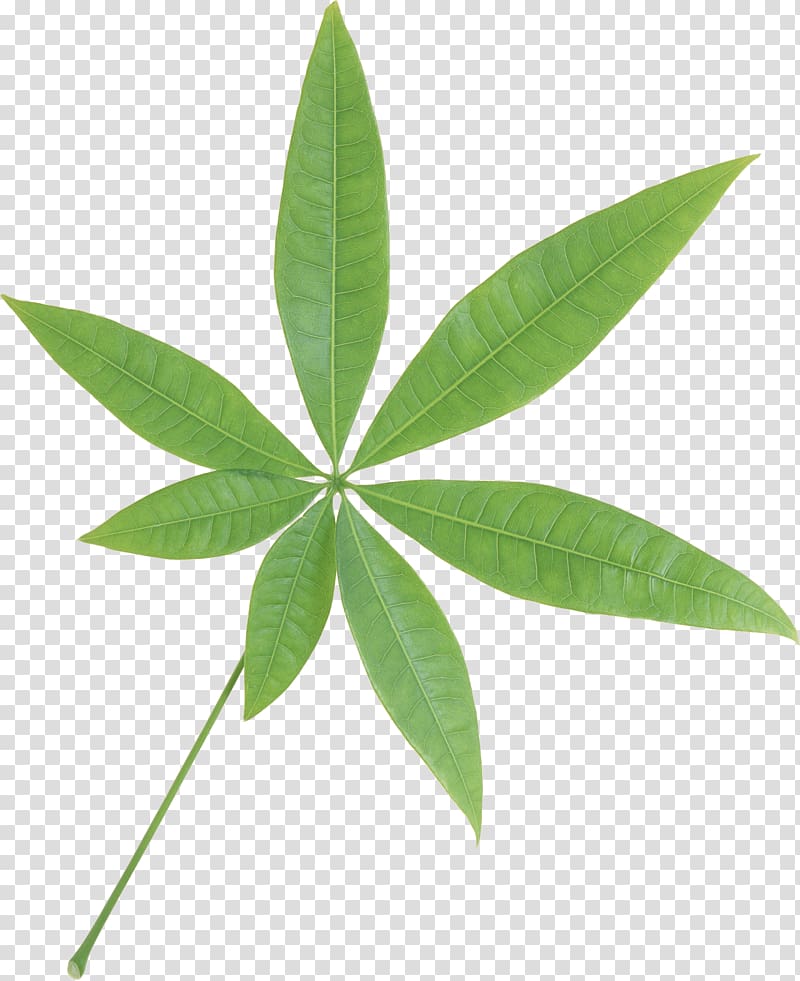 Leaf Plant stem Desktop , young leaves transparent background PNG clipart