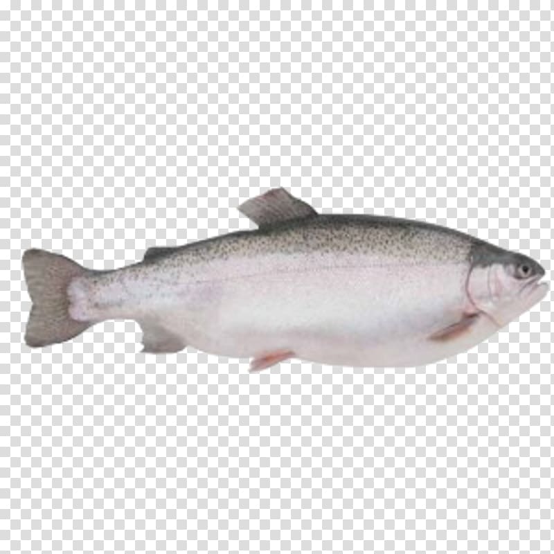 Loch Etive Rainbow trout Salmon Sea trout, trout transparent background PNG clipart