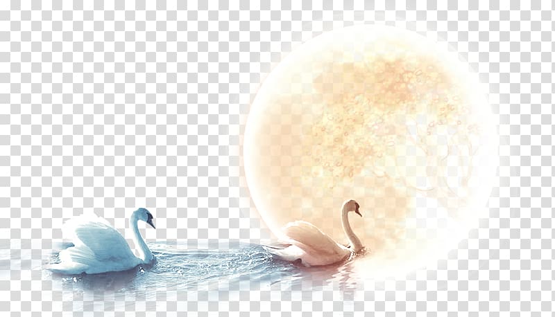 Cygnini Mid-Autumn Festival, Swan under the moon transparent background PNG clipart