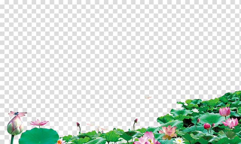 Lotus background, pink flowers transparent background PNG clipart