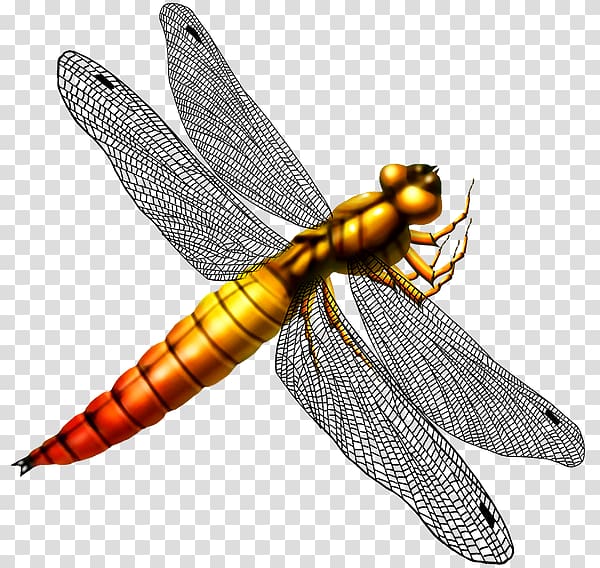 Dragonfly Pterygota , dragonfly transparent background PNG clipart