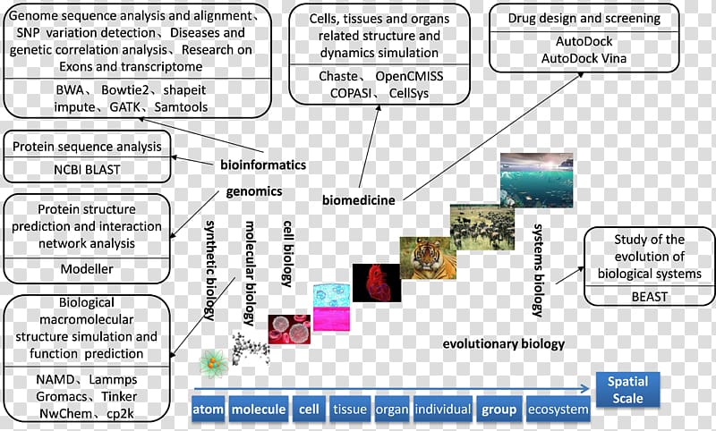 Personalized medicine Diagram Computational biology Data structure, biological medicine advertisement transparent background PNG clipart