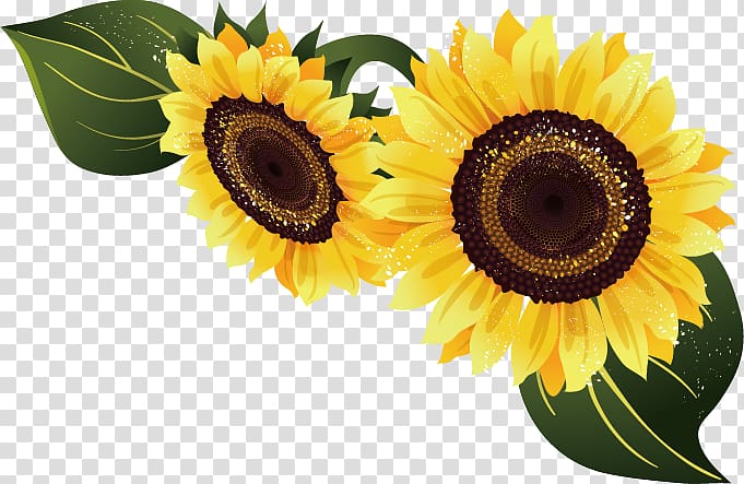 two sunflowers , Common sunflower Euclidean , sunflower transparent background PNG clipart