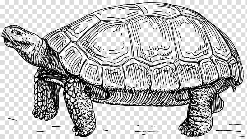 Turtle Tortoise Line art Drawing , turtle transparent background PNG clipart